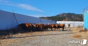 창원 진해 마을에서 웬 소떼 포획작전?…방목 24마리 민가·도로 출몰