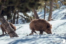 포상금 더 받으려는 야생멧돼지 거짓 신고 내일부터 단속