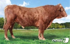 충남도 축산기술연구소 한우, 국가 보증씨수소로 최종 선발