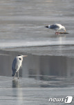 먹잇감 찾는 왜가리