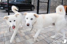 해랑이·금강이에요…통일전망대 사는 청와대 풍산개 이름 확정