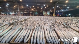 부산공동어시장 삼치 15만마리 위판