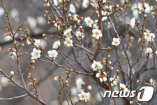 매화향기 가득