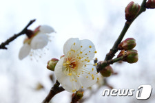 겨울에 꽃망울 터트린 매화꽃