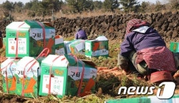 제주 당근 수확하는 농민들