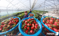 서울시, 친환경 농법으로 키운 딸기 설향 수확 체험하세요