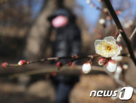 울산 선암호수공원에 핀 매화