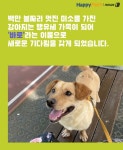 [펫카드] 한쪽 눈으로만 세상 바라봐도 행복한 강아지 바로