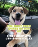 [펫카드] 한쪽 눈으로만 세상 바라봐도 행복한 강아지 바로