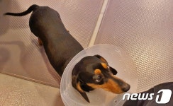 [가족의 발견(犬)]처음 보는 사람 품도 좋아요…무릎강아지 쭈리