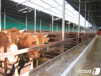 진도군 올해 17억 투입 축산농가 경쟁력 강화 나서
