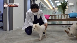 온몸 골절된 채 하수구에 버려진 강아지…그래도 사람 좋아해