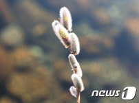 봄맞이 하는 버들강아지