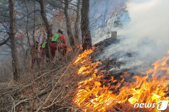 국내 최대 송이버섯 산지 영덕, 산불로 생산량 급감 전망