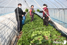 경주 산내 특산물 곤달비 출하…모든 음식과 궁합 맞는 쌈채소