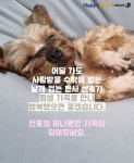 [펫카드]순둥순둥 천사랍니다…초등학교 앞에서 발견된 강아지