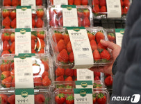 금딸기, 겨울 제철 맞았지만…높은 가격 탓에 1월 수출도 뚝