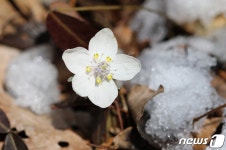 기다리던 봄이 왔어요…내장산 변산바람꽃 마침내 꽃망울