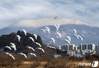 천연기념물 큰고니 30여마리 영산강 찾아 월동