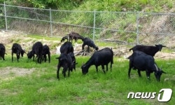 진안군, 우수 품종 종염소 보급… 염소 집중 육성
