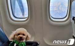 [최기자의 동행]강아지와 비행기 타고 울릉도(Dog도) 보고 왔어요