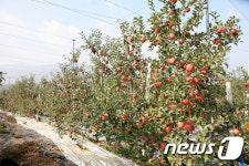 무주군, 무풍사과 태양광 재배모델 연구 착수