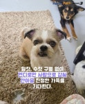 [펫카드]꽃미모 되찾은 누더기견…수컷이라고 입양 취소됐어요