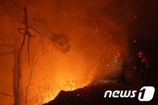 금강소나무숲을 지켜라 화마와 사투