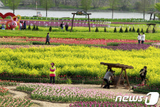 제17회 창녕낙동강유채축제 3년째 취소…유채단지 방문 자제를