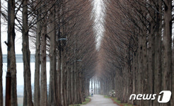 연두빛 자태 뽐낼 준비하는 메타세콰이어길