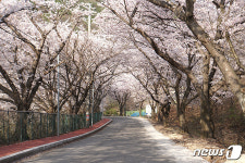 봄의 향연, 벚꽃 보며 힐링하세요…경남 밀양 벚꽃 명소 5곳 추천