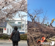 남편 분신같던 제주 벚꽃나무 댕강…88세 할머니 통곡