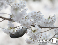 봄 마중 나선 직박구리