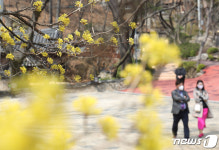 [뉴스1 PICK]아직은 추워요…벚꽃 이번 주 본격 개화