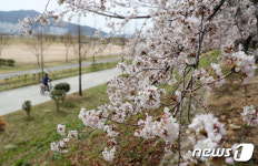 벚꽃 핀 맥도생태공원