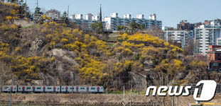 개나리 핀 응봉산
