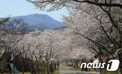 코로나 시국...벚꽃 터널서 드라이브하세요