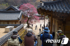 구례 화엄사에 만개한 홍매화