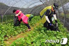 명이‧곰취 등 강원 산나물 전국 대형마트 본격 출하