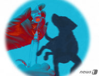 음성 개 사체들 야산 유기…군서 운영비 지원받는 동물병원 소행