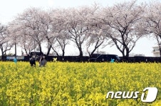 유채꽃밭 위로 펼쳐진 벚꽃길