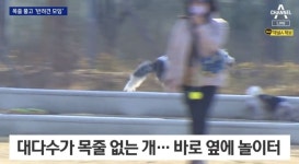 경기 호수공원서 20마리 개모임…옆엔 어린이놀이터, 시는 단속 인력 부족