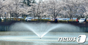 벚꽃향기에 취한 아침