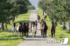 방목장 향해 내달리는 국내산 승용마