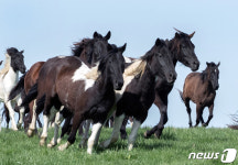 [뉴스1 PICK]국내산 승용마 한라산 초지에 방목 봄날의 질주