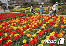 울산대공원에 활짝 핀 튤립