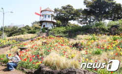 만개한 제주 튤립