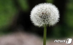 비상을 준비하는 민들레…