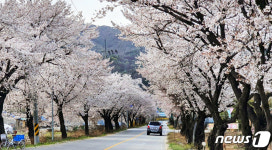 구미시, 만개 시기 다른 벚꽃엔딩 명소 5곳 추천
