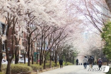 이번 주말 벚꽃 나들이 마포 걷고 싶은길 10선 어떠세요